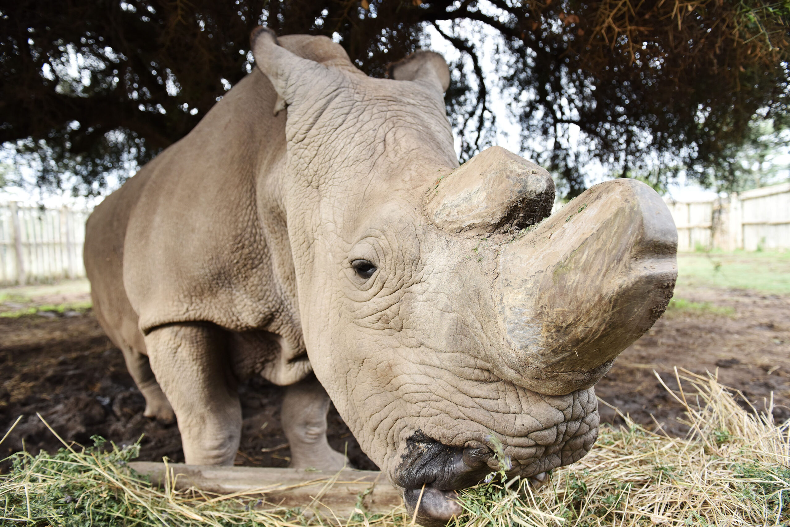 Sudán. Poslední žijící samec nosorožce tuponosého severního na světě.