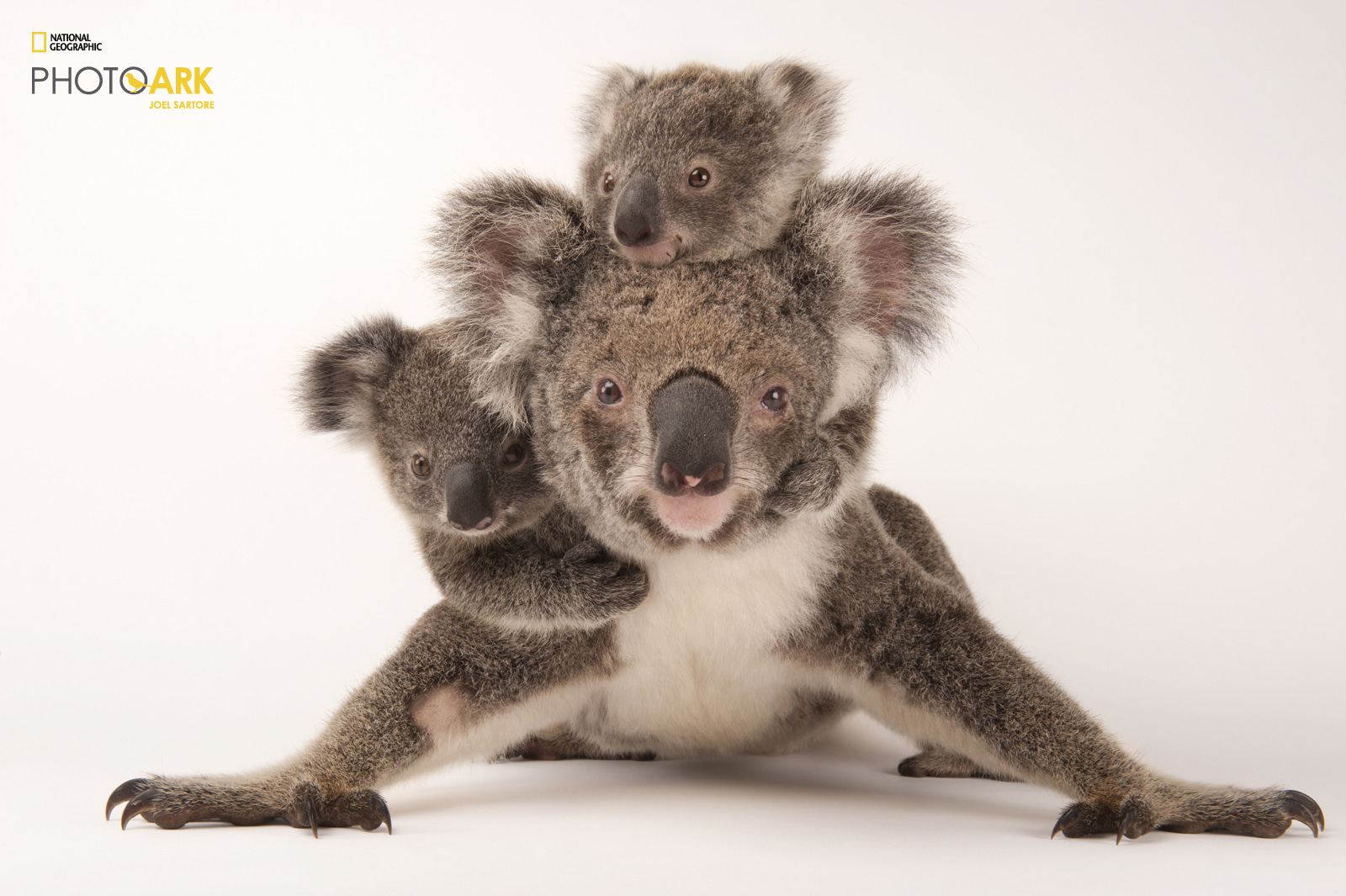 Federálně ohrožená koala medvídkovitá (Phascolarctos cinereus) se svými mláďaty v Austrálii.